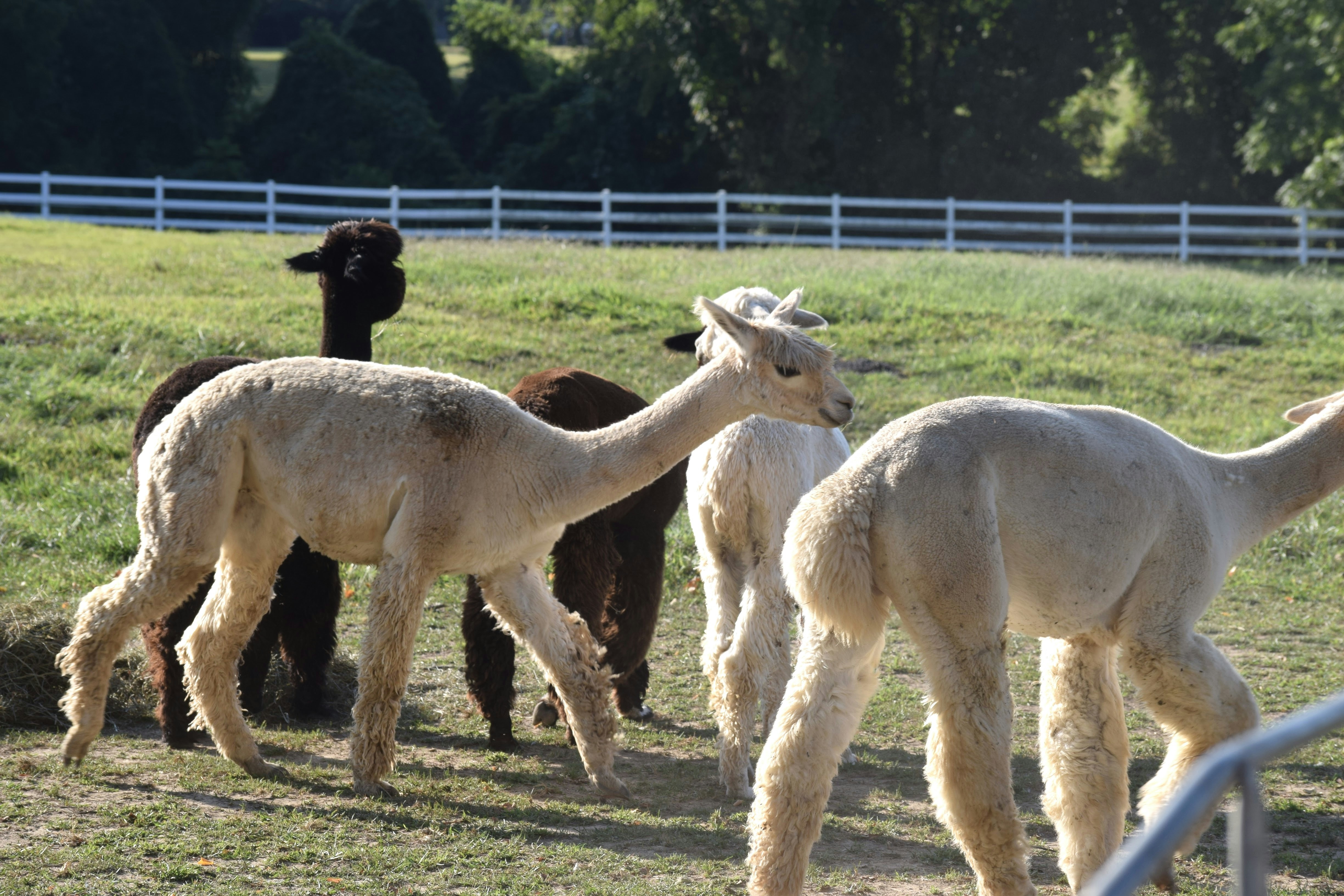 I always end up confusing myself between llamas and Alpacas. Shot from Carousel park in Delaware.